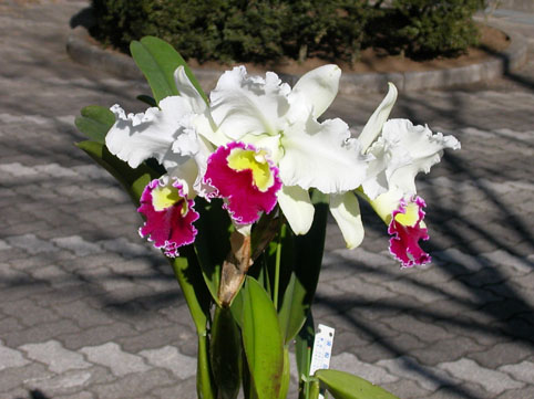 Lc. Hallo Wedding 'Carmen'