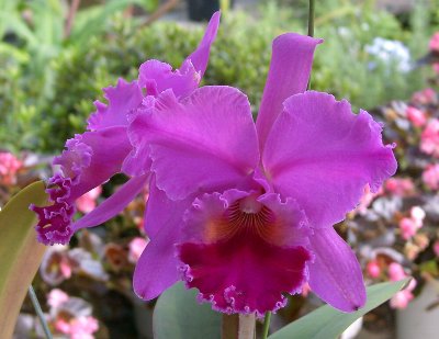 Lc. Maili Beauty 'Yoshiko Higuchi'