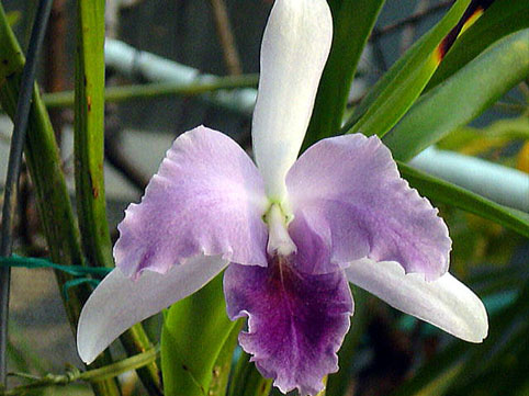 Lc. Mary Elizabeth Bohn