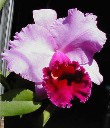 Lc. Mishima Load 'Atsumi' BM/JOGA