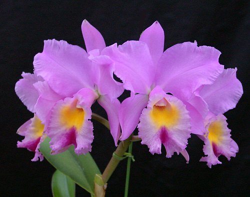 Lc. Pinkshire 'Profusion'