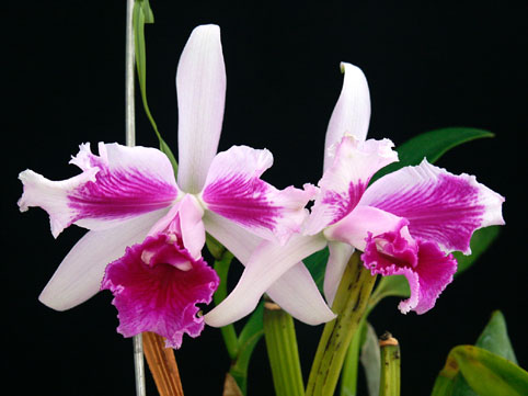 Lc. schilleriana var. flamea 'TA's'