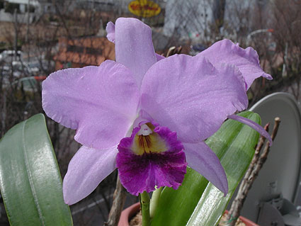 Lc. Sierra Skies 'Leone'