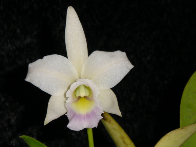 Lc. Twilight Song 'Blue Star'