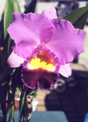 Pot. Tokyo Bay 'Victory'