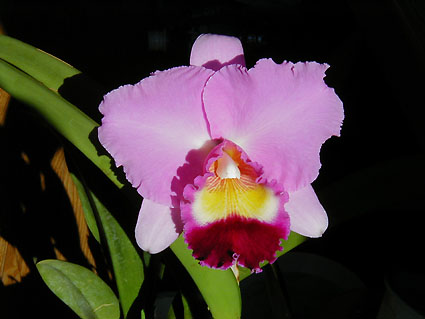 Pot. Tokyo Bay 'Victory' SM/JOGA