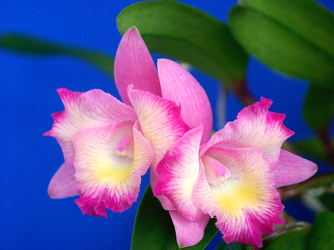 Sc. Cherry Bee 'Fairy'