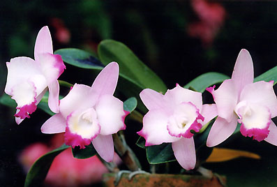 Sc. Cherry Bee 'Happy Field'