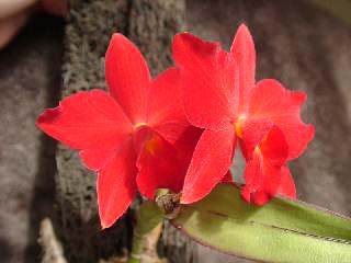 Slc. Charming Jewel 'Red Gem'