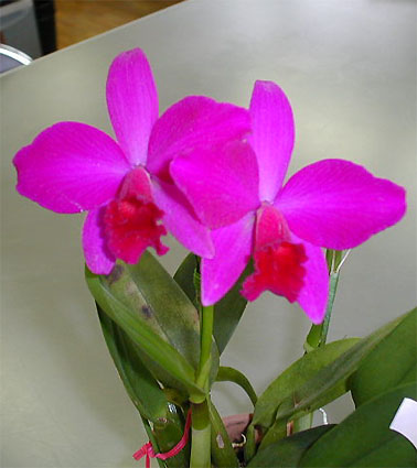 Slc. Love Castle 'Kurenai'