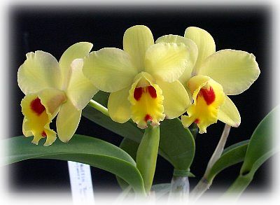 Slc. Muffin 'Easteregg'