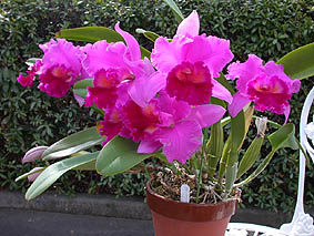 Blc. Amy Wakasugi 'Yamanashi'