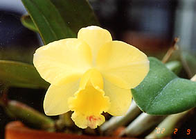 Sc. Fairyland 'Lemon Pie'