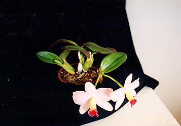 �A�ؔ��̉B����