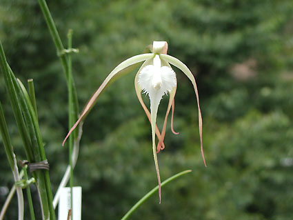 B. cucullata 'Shonan Ghost'