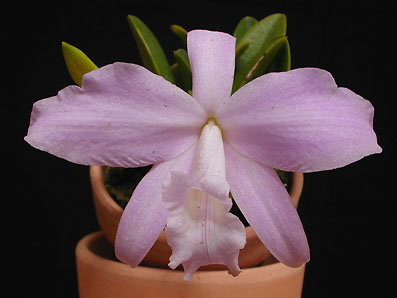 L. sincorana var. alba 'Fusae'