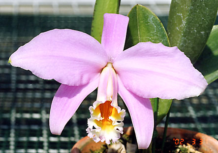 L. jongheana