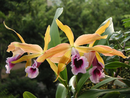 L. tenebrosa 'Sun Rise Forest'