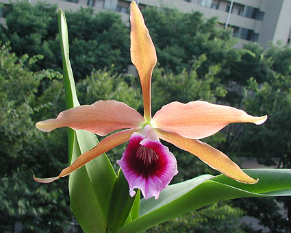 L. tenebrosa 'Monster of Forest'