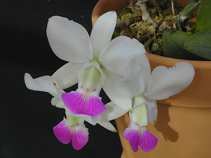 C. walkeriana var. semi-alba 'Carmela'