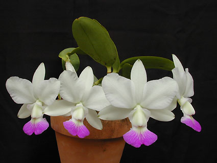 C. walkeriana var. perola 'Takuma'