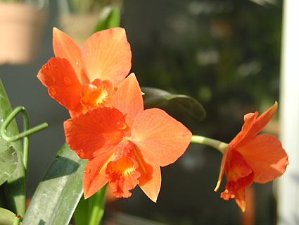 Pot. (Blc. Love Sound x Soph. coccinea)