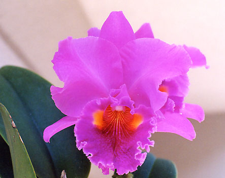 A. M. さんの Lc. Summer Red x Blc. Lucky Strike