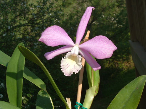 Lc. ( C. harrisoniana x L. fidelensis )