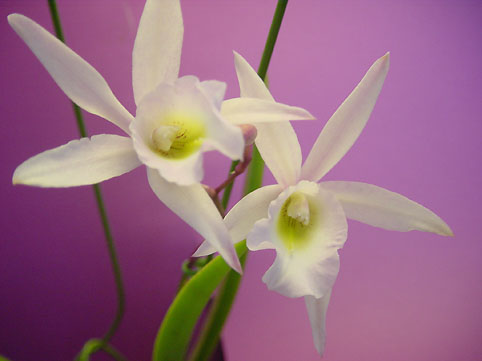 L. anceps x B. fragrans