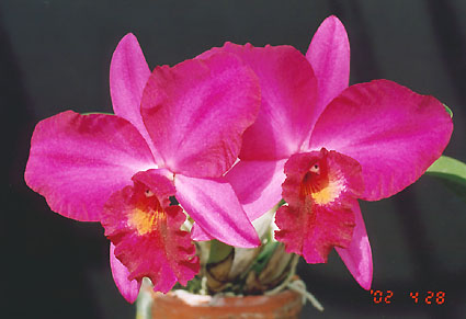 Pot. (Slc. Coccibeat x Pot. Mystere) 'Nozawa'