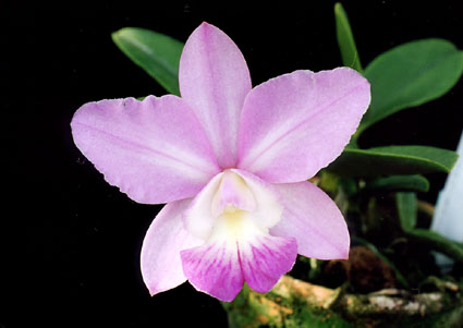 Sc. ( Sc. Cherry Bee 'Triple Kiss' x C. walkeriana 'Rosa Silvestre' )