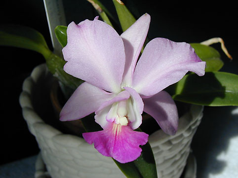 Sc. Cherry Bee 'Triple Kiss' x C. walkeriana 'Rosa Silvestre'