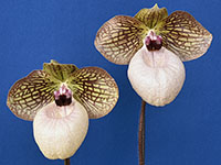 班入り蘇鉄 キミガヨラン 楽天市場】【現品発送】斑入りリュウゼツラン 特大苗 13号鉢植え