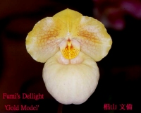 Paph.Fumis@Dellight'Gold Medal'