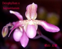 Paph.Delophyllum~haynaldianum