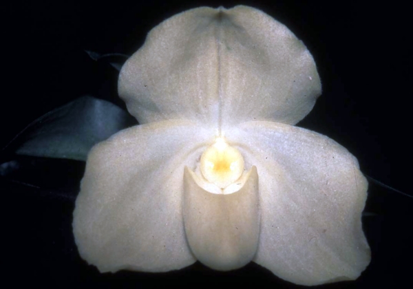 Paph.conco-bellatulum var.album'N.Nakamura'