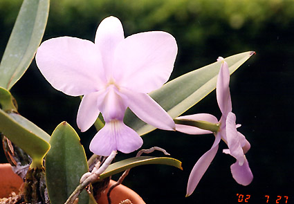 C. walkeriana var. coerulea