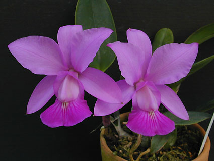 C. walkeriana 'Touceira' x 'AJC'