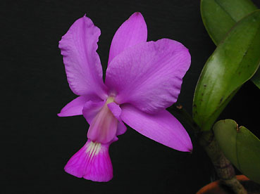 C. walkeriana 'Joao Sujo' x 'Victoria'