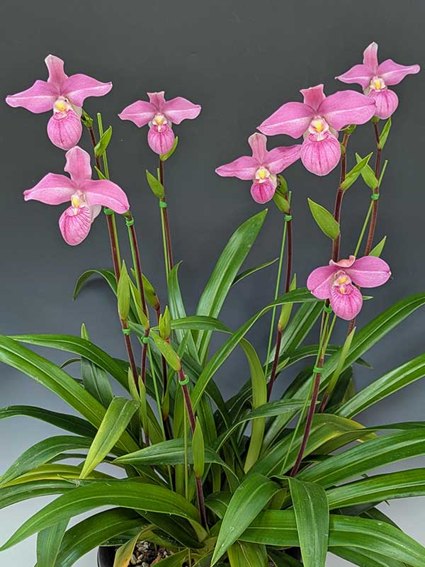 孔　伯基　「花のかおり」 2025-12